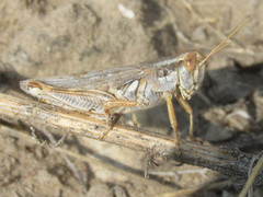 Melanoplus bowditchi