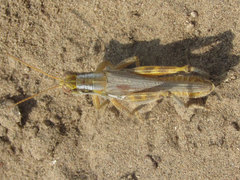Melanoplus bowditchi