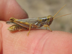 Melanoplus bowditchi