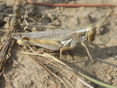 Melanoplus bowditchi