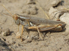 Melanoplus bowditchi