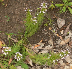 Stylidium adnatum