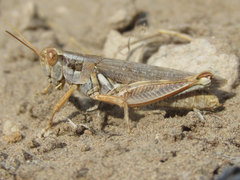 Melanoplus bowditchi