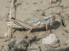 Melanoplus bowditchi