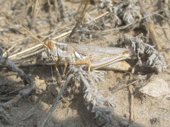 Melanoplus bowditchi