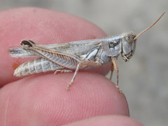 Melanoplus bowditchi