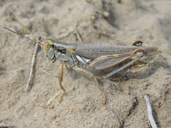 Melanoplus bowditchi