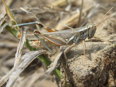 Melanoplus bowditchi