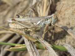 Melanoplus bowditchi
