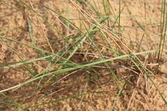 Agropyron dasyanthum