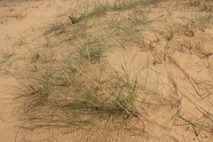 Agropyron dasyanthum