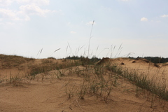 Agropyron dasyanthum