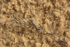 Agropyron dasyanthum