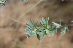 Chamaecytisus borysthenicus