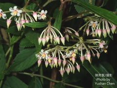 Ardisia crispa
