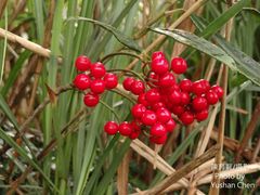 Ardisia crispa