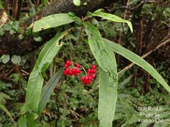 Ardisia crispa
