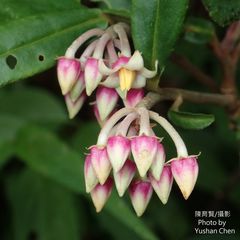 Ardisia crispa
