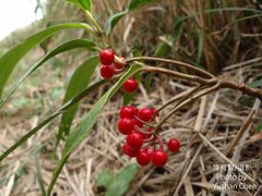 Ardisia crispa