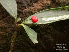 Ardisia crispa