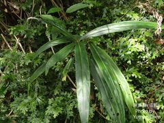 Ardisia crispa