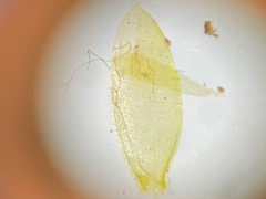 Entodon concinnus