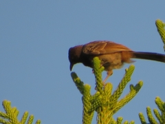 Pycnonotus cafer