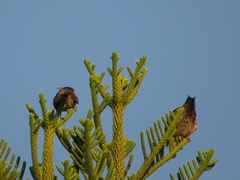 Pycnonotus cafer