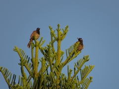 Pycnonotus cafer