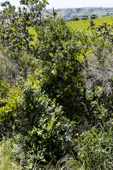 Halleria lucida