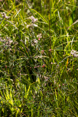 Indigofera tenuissima