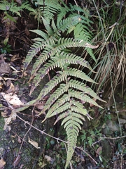 Dryopteris varia