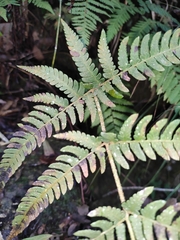 Dryopteris varia