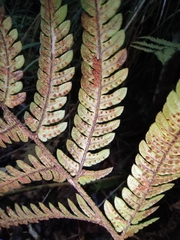 Dryopteris varia