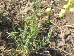 Linaria macroura