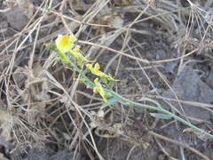 Linaria macroura