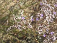 Limonium sareptanum