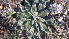Echium italicum italicum