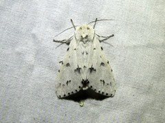 Acronicta vulpina