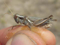 Melanoplus bowditchi