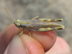 Melanoplus bowditchi