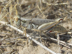 Melanoplus bowditchi
