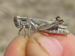 Melanoplus bowditchi