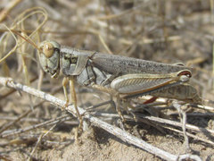 Melanoplus bowditchi