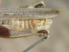 Melanoplus bowditchi