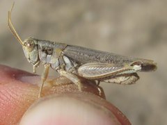 Melanoplus bowditchi