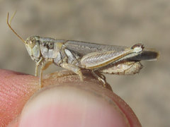 Melanoplus bowditchi
