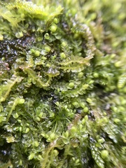 Jungermannia atrovirens