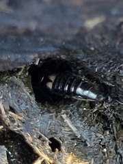 Platydracus fossator