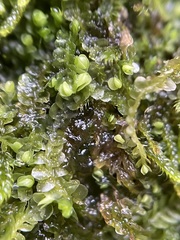 Jungermannia atrovirens